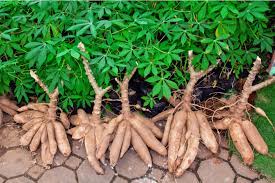 Vietnam ranks third globally for cassava exports